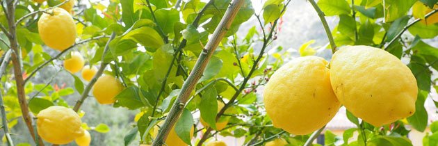 Frische Zitronen aus Limone am Gardasee