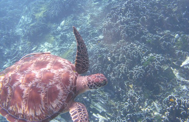 Meeresschildkröte vor Phuket