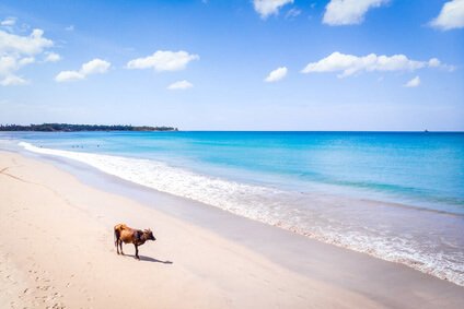 Eine Kuh am Nilaveli Beach auf Sri Lanka