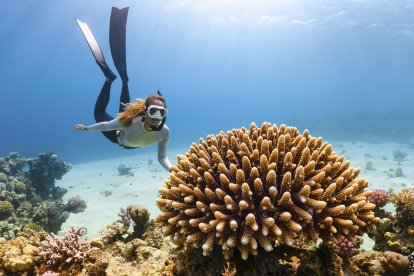 Rotes Meer, Taucher betrachtet Korallen