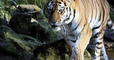 Indischer Tiger