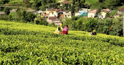 Teeplantagen in Indien