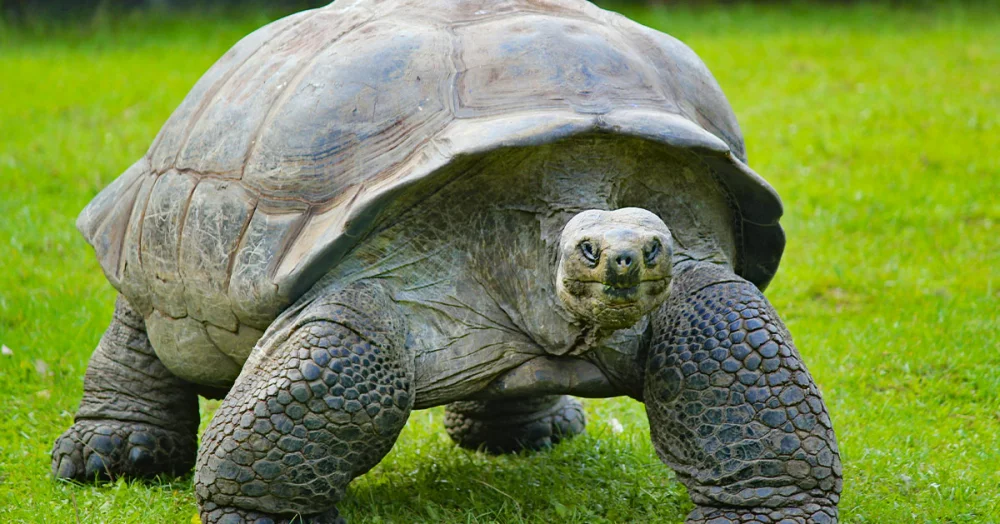 Aldabra: das größte Korallenatoll der Welt, Heimat von Riesenschildkröten.