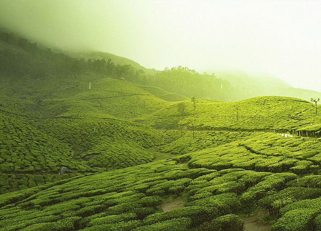 riesige Teeplantagen Sri Lankas