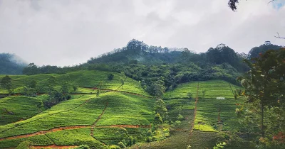 Teeplantagen Sri Lankas