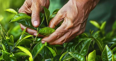 Frau pflückt Teeblätter in Sri Lanka