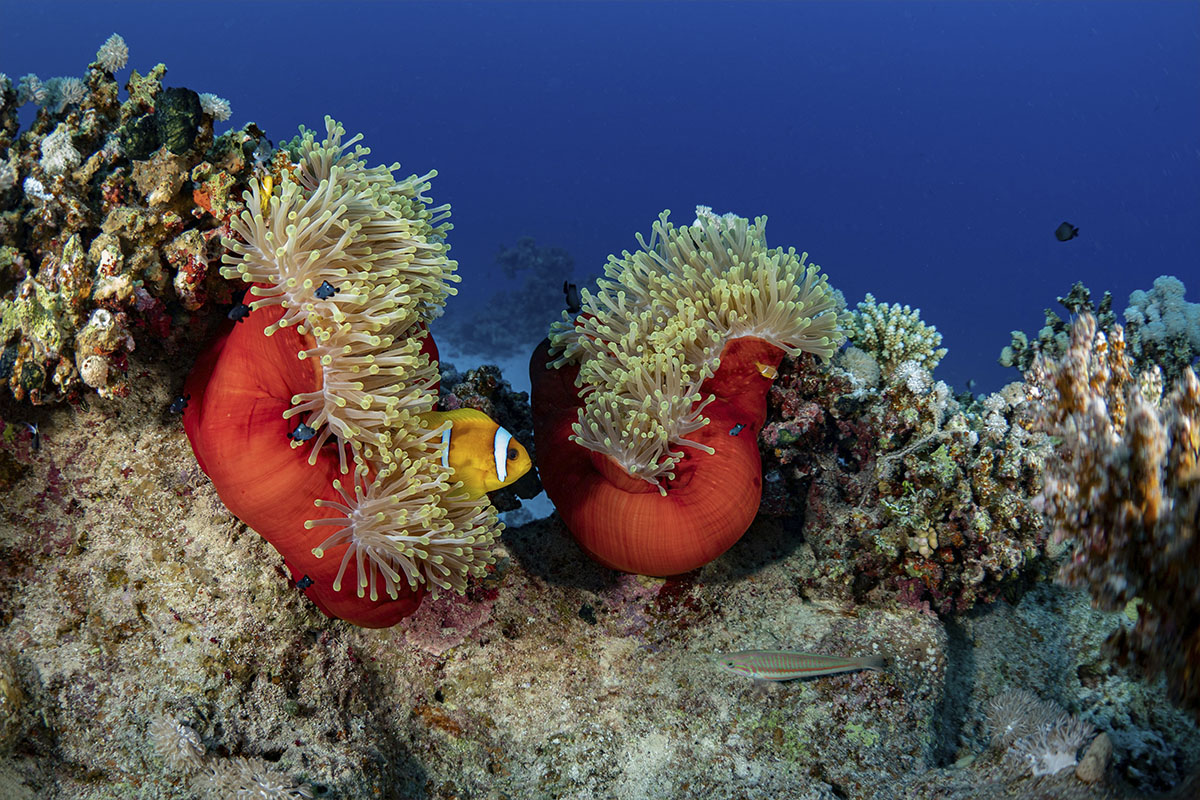 Rotes Meer, Fische, die sich in Anemonen verstecken