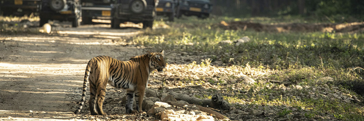 Safari Indien