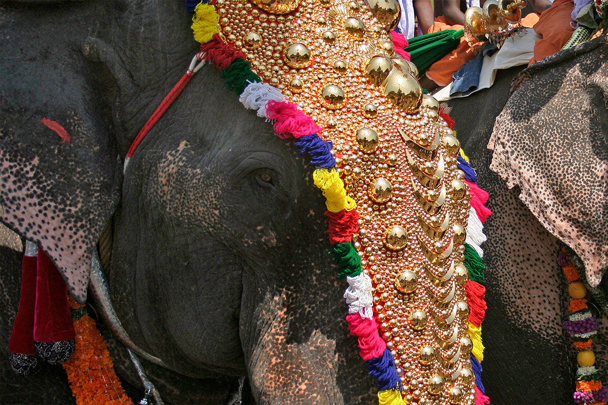 Tempelelefanten auf einem Hindu-Fest in Kerala, Indien