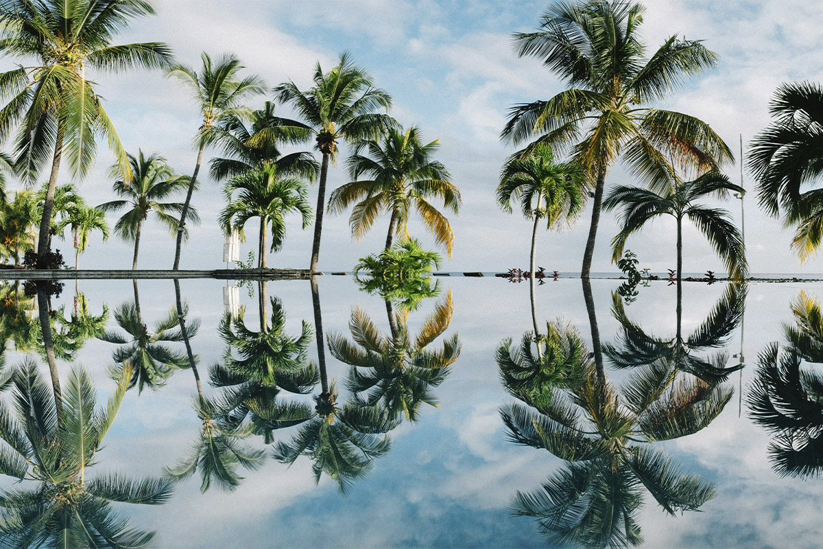 Palmen auf Mauritius