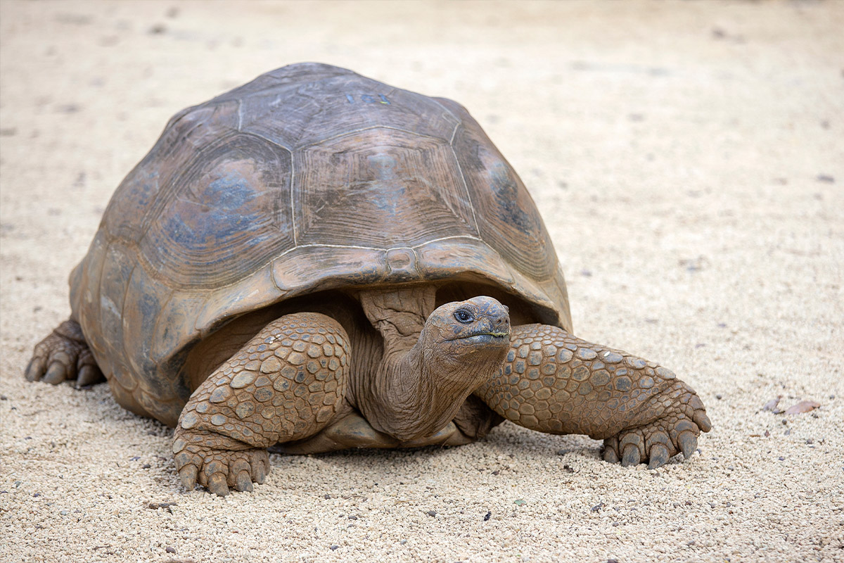 große Mauritius-Schildkröte