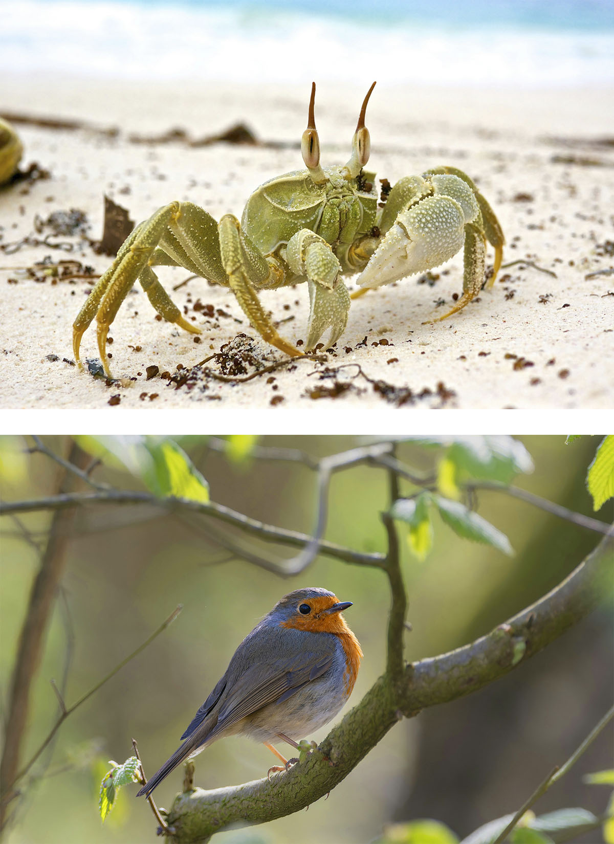 Vielfältige Natur von Albadra