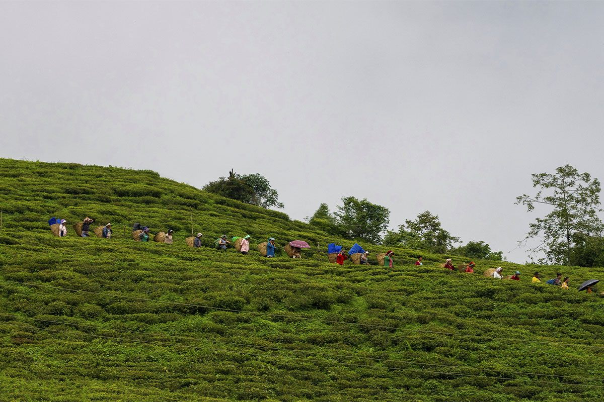 Teeplantagen Sri Lanka