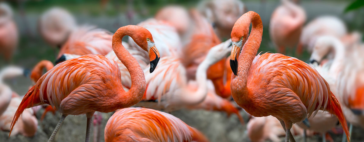 Rosa Flamingos auf Zypern